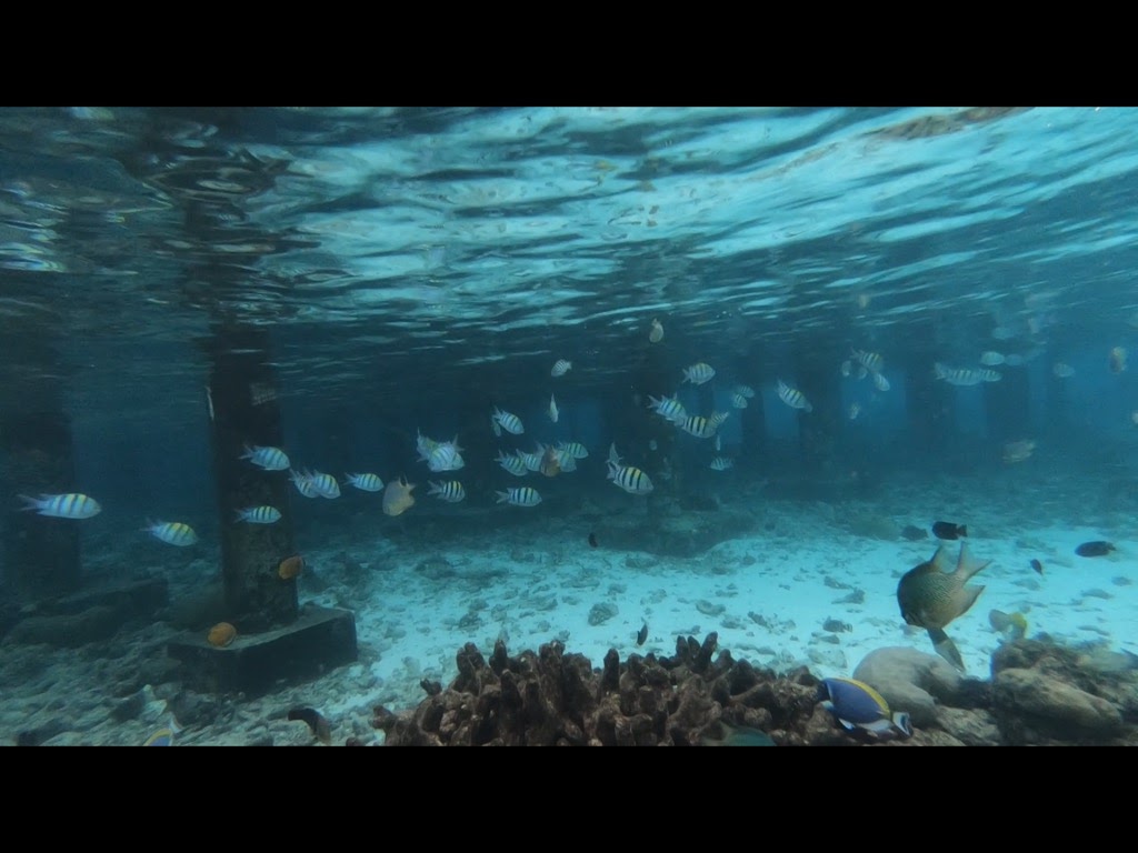 ココ・ボドゥヒティ 水上コテージすぐ下に魚がいっぱい