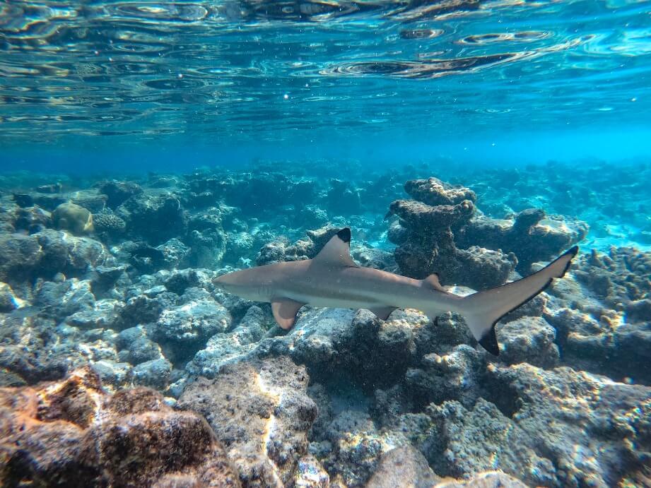 アウトリガー・コノッタ