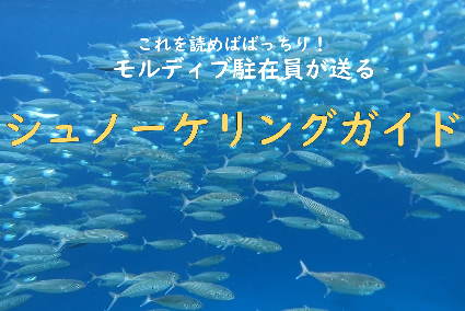 【永久保存版！】現地駐在員が送る「シュノーケリングガイド」